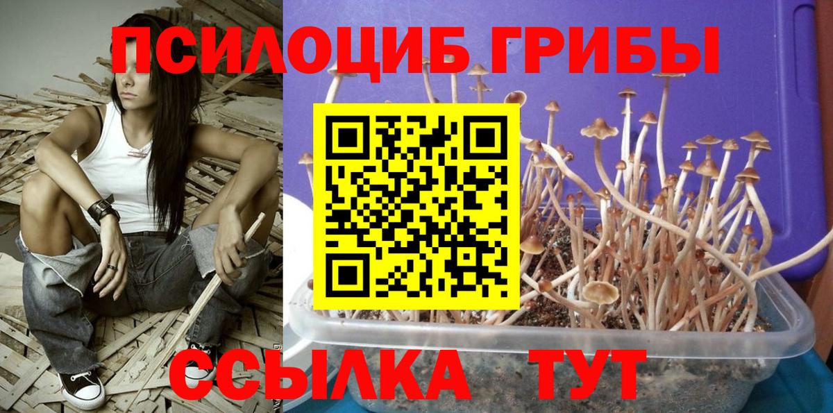 Галлюциногенные грибы мицелий  Вход с VPN  Котельники  Псилоцибиновые грибы GOLDEN TEACHER 